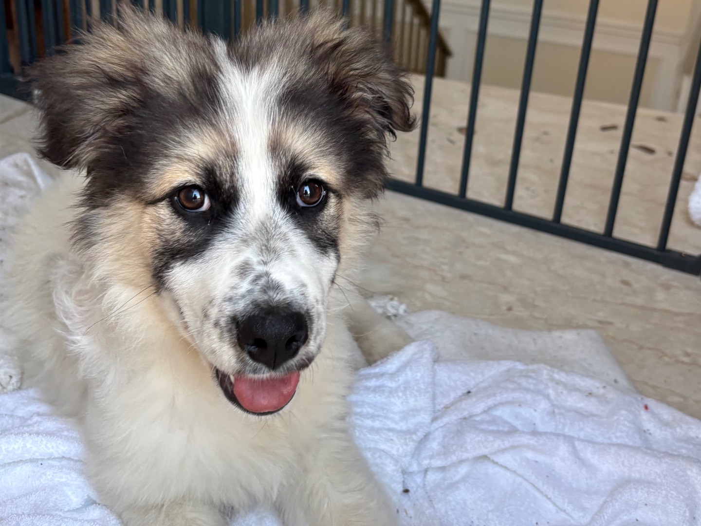 Adotta un cane, femmina, 2 mesi, Siracusa