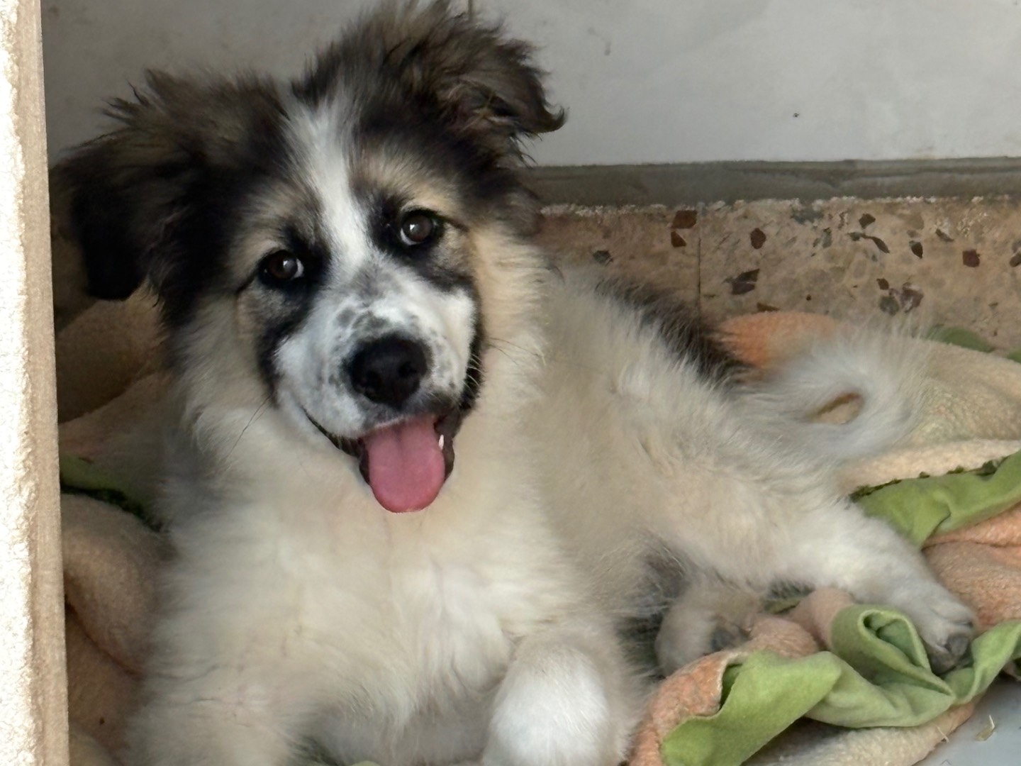 Adotta un cane, taglia media, femmina, Siracusa