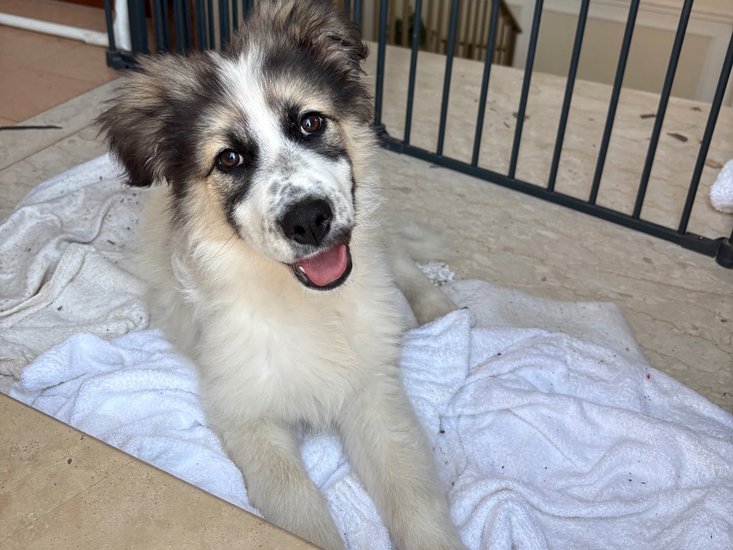 Vuoi adottare un cane a Siracusa?