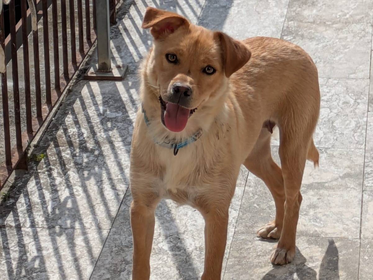 Adozione cane, femmina, Razza sconosciuta Razza sconosciuta, 1 anno e 11 mesi, taglia media contenuta, Benevento