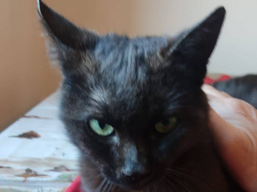 Adozione gatto, maschio, Razza sconosciuta Razza sconosciuta, 7 mesi, taglia non valida, Parma