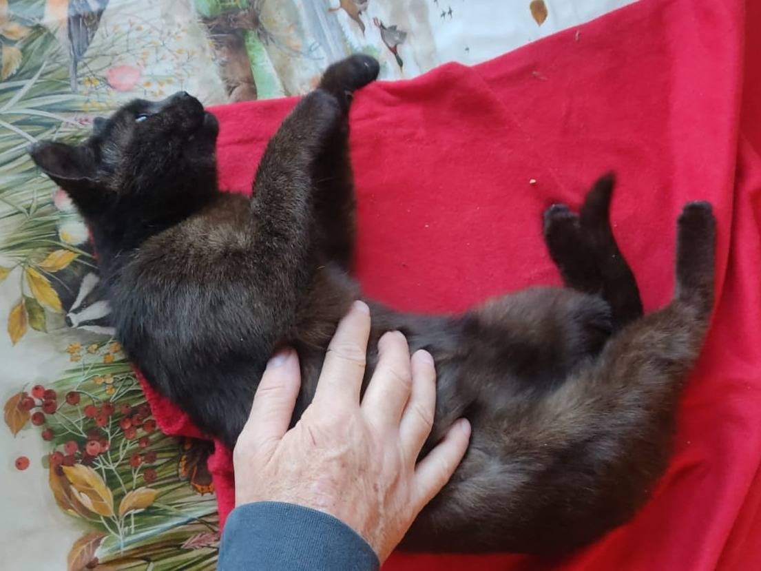 Adotta un gatto, maschio, 7 mesi, Parma