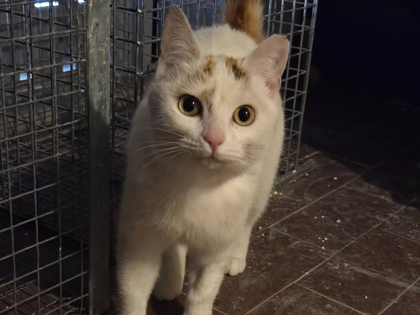 Adozione gatto, femmina, Razza sconosciuta Razza sconosciuta, 7 mesi, taglia non valida, Parma