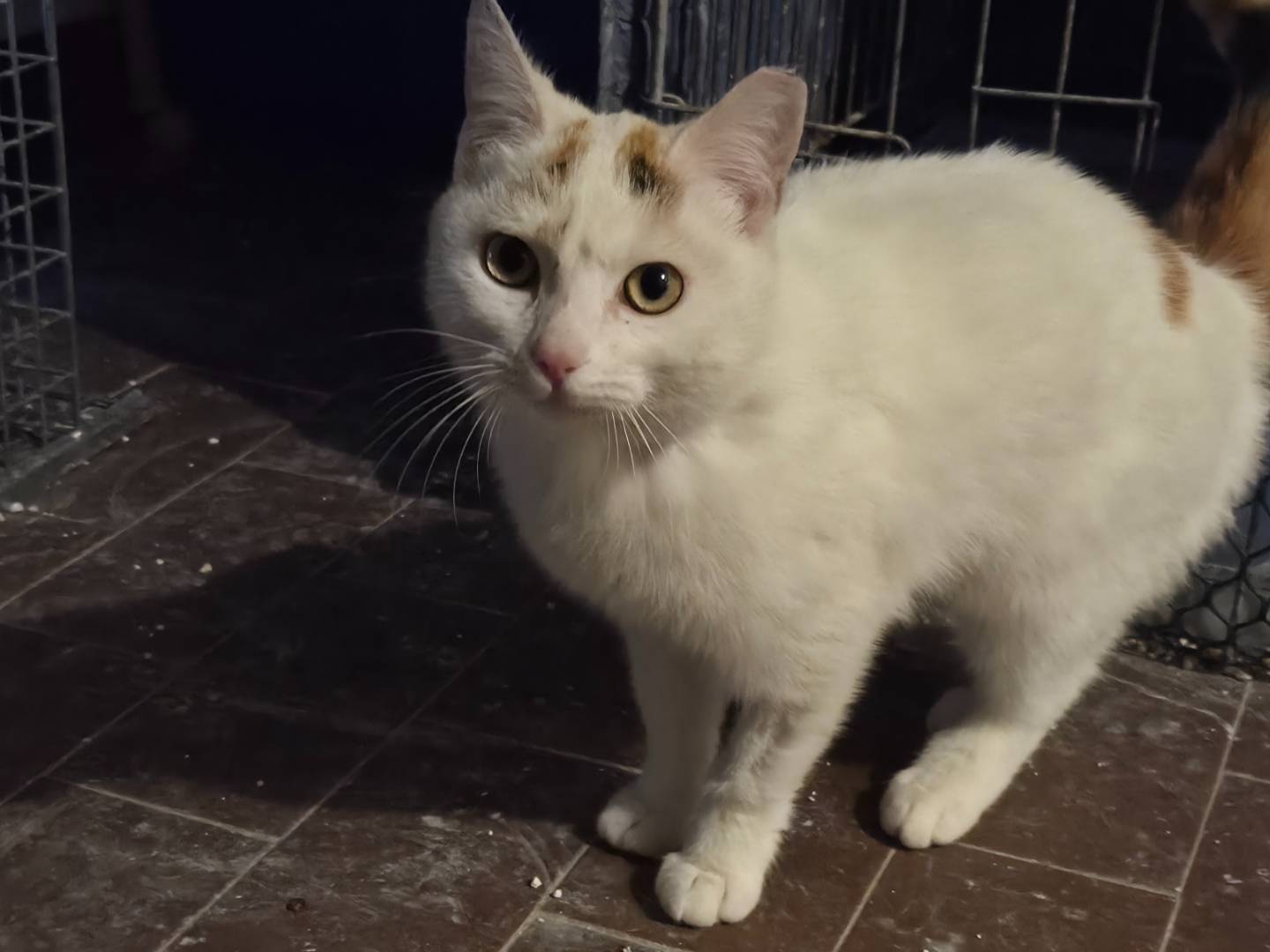 Adotta un gatto, femmina, 7 mesi, Parma