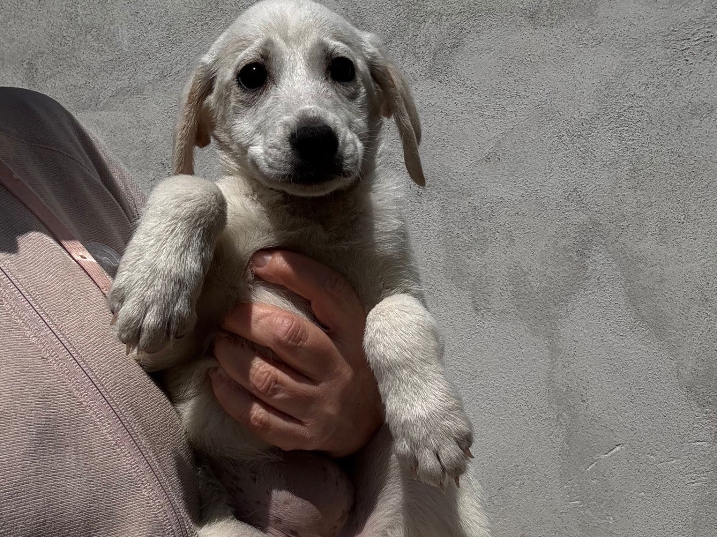 Adozione cane, femmina, Razza sconosciuta Razza sconosciuta, 2 mesi, taglia media, Salerno