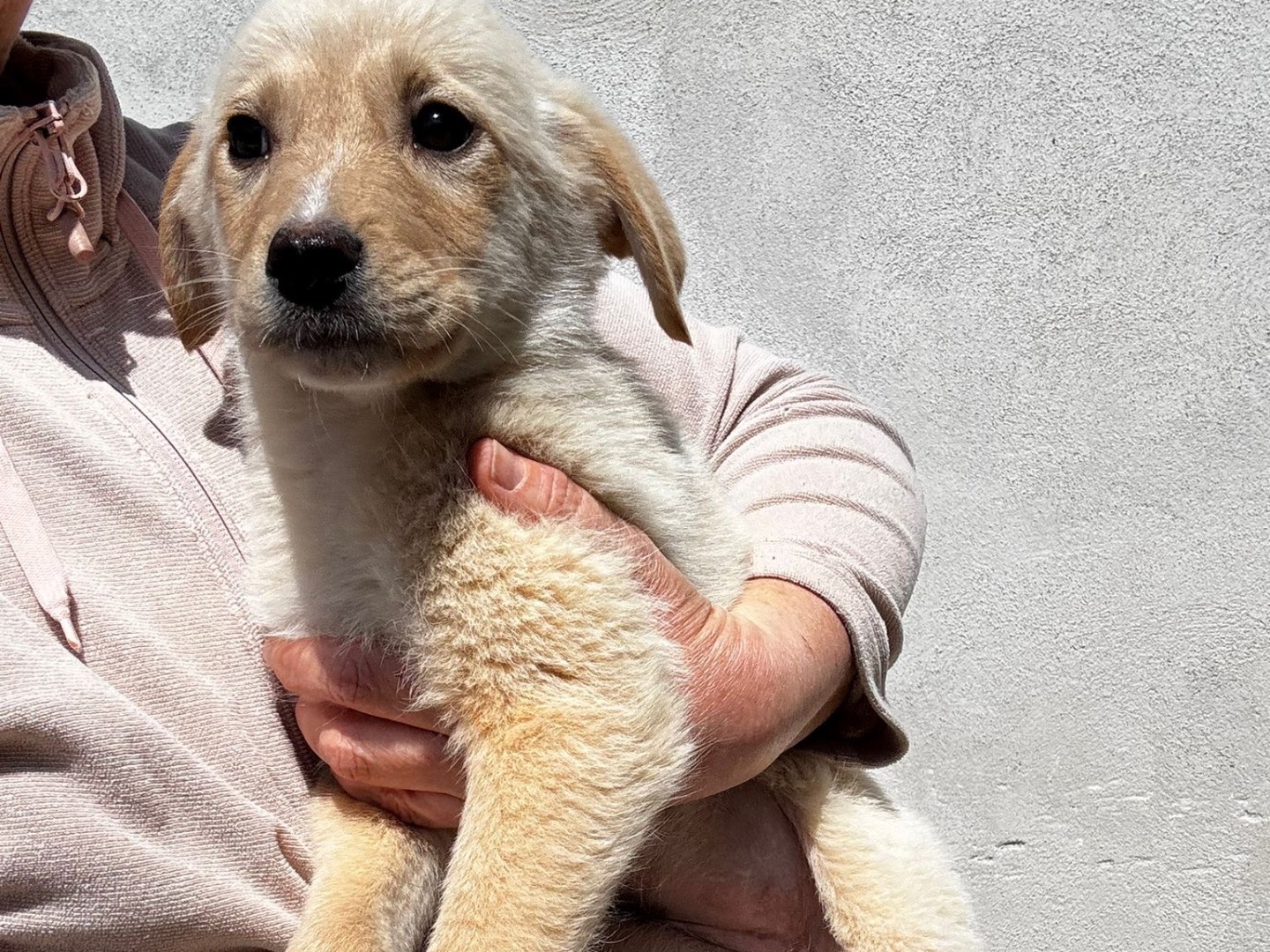 Adozione cane, femmina, Razza sconosciuta Razza sconosciuta, 2 mesi, taglia media, Salerno