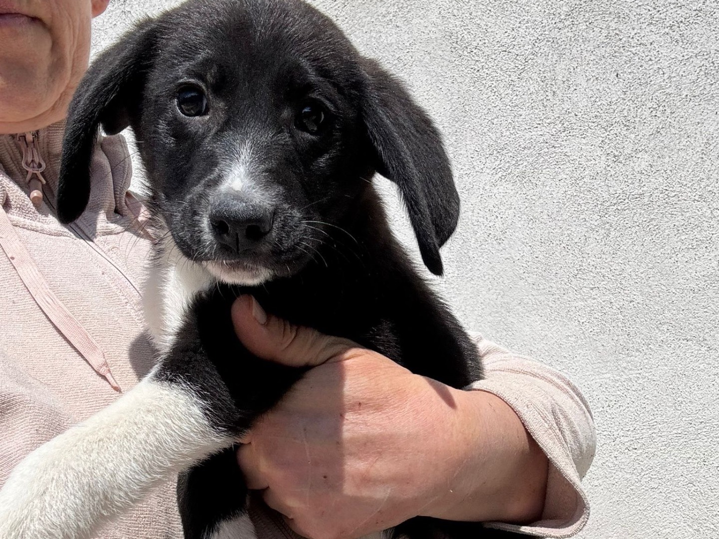 Adozione cane, maschio, Razza sconosciuta Razza sconosciuta, 2 mesi, taglia media, Salerno