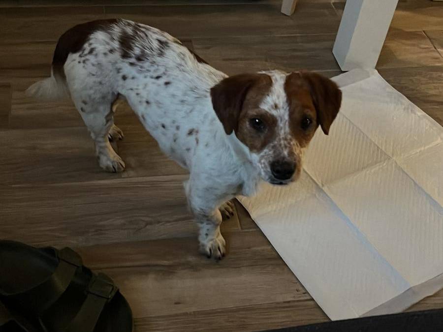 Adozione cane, maschio, Razza sconosciuta Razza sconosciuta, 2 anni, taglia piccola, Milano