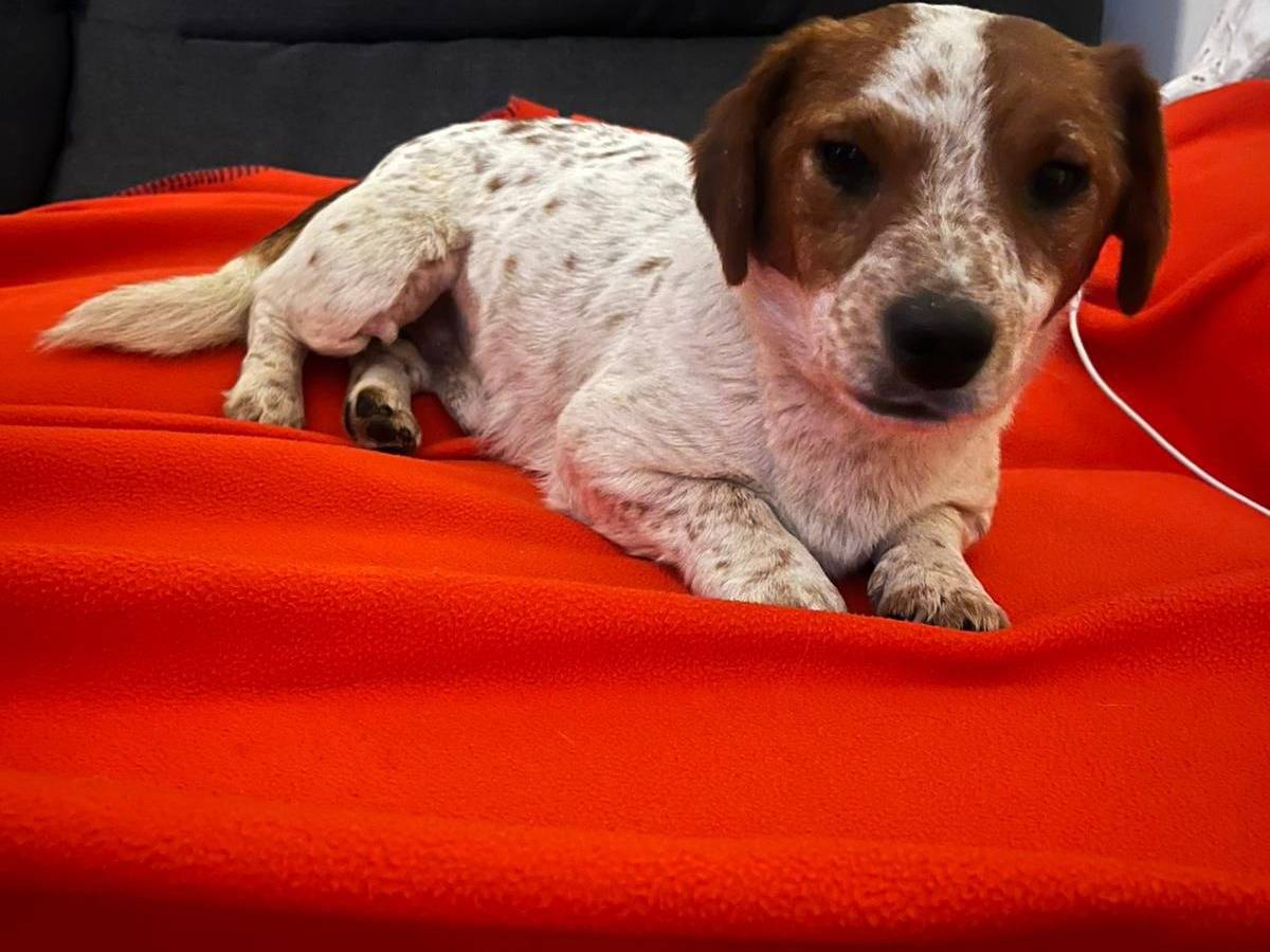 Adotta un cane, maschio, 2 anni, Milano