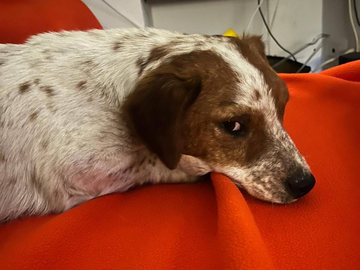 Adotta un cane, taglia piccola, maschio, Milano