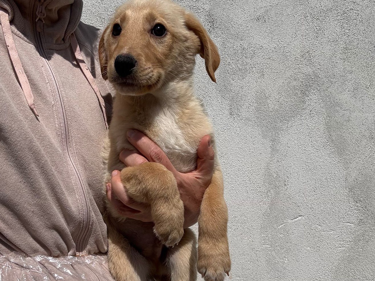 Adozione cane, maschio, Razza sconosciuta Razza sconosciuta, 2 mesi, taglia media, Salerno