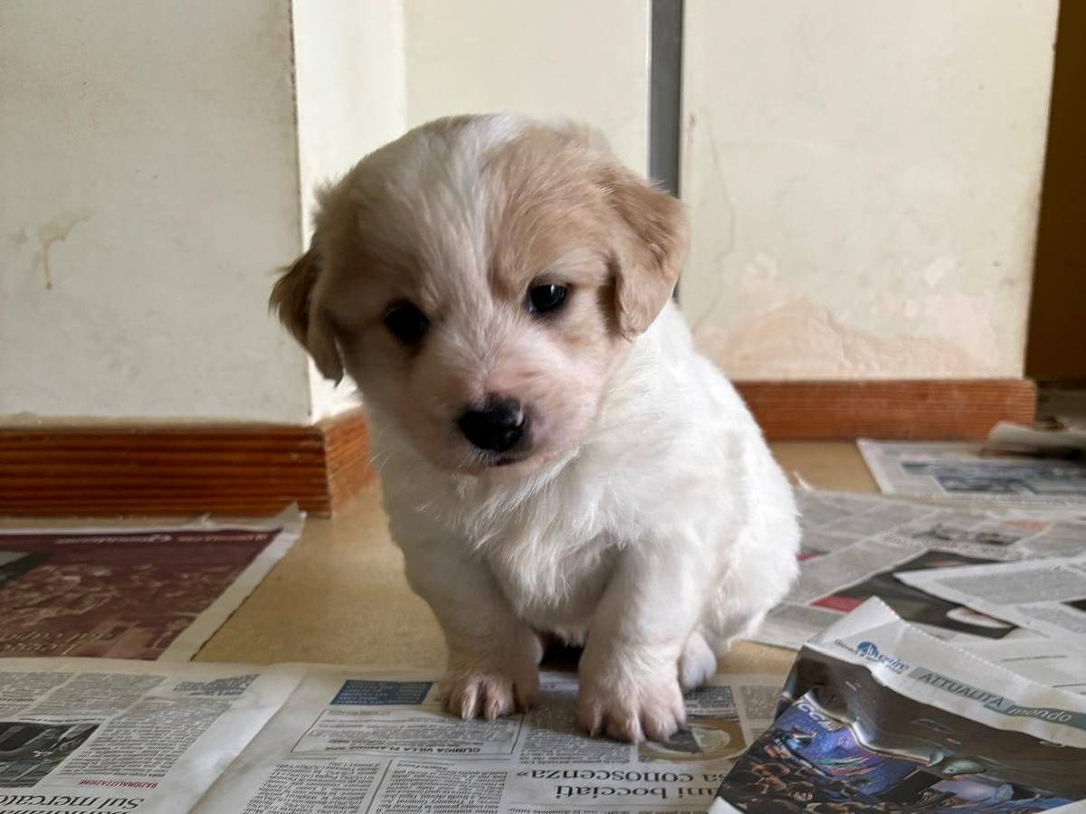 Adotta un cane, maschio, 1 mesi, Bari