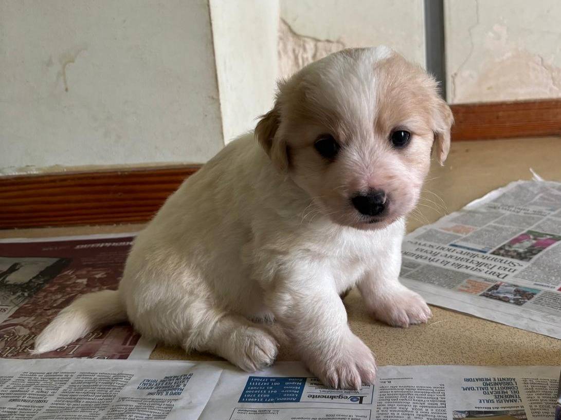 Adotta un cane, taglia media, maschio, Bari