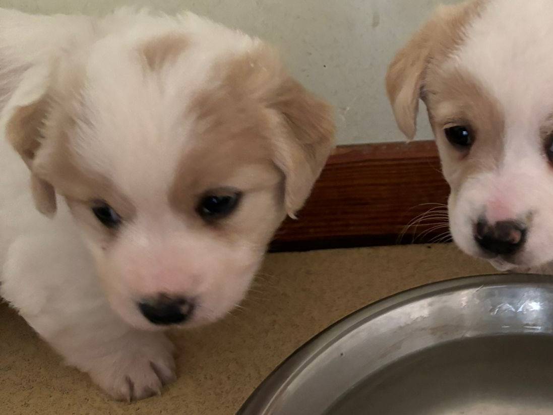 Vuoi adottare un cane a Bari?