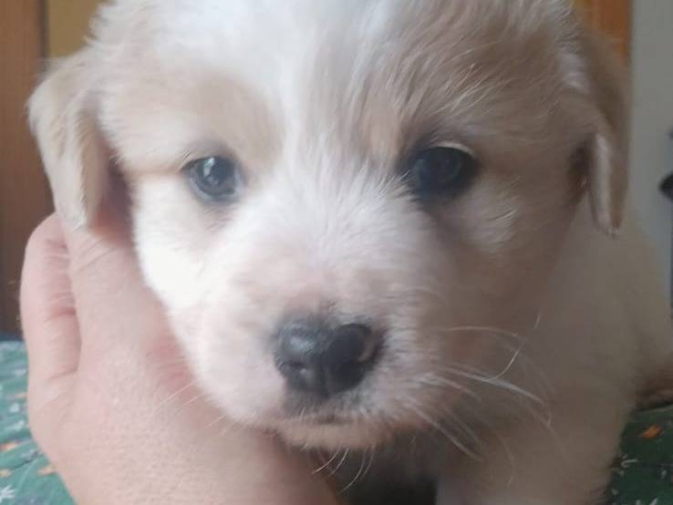 Adotta il cane Dante a Bari