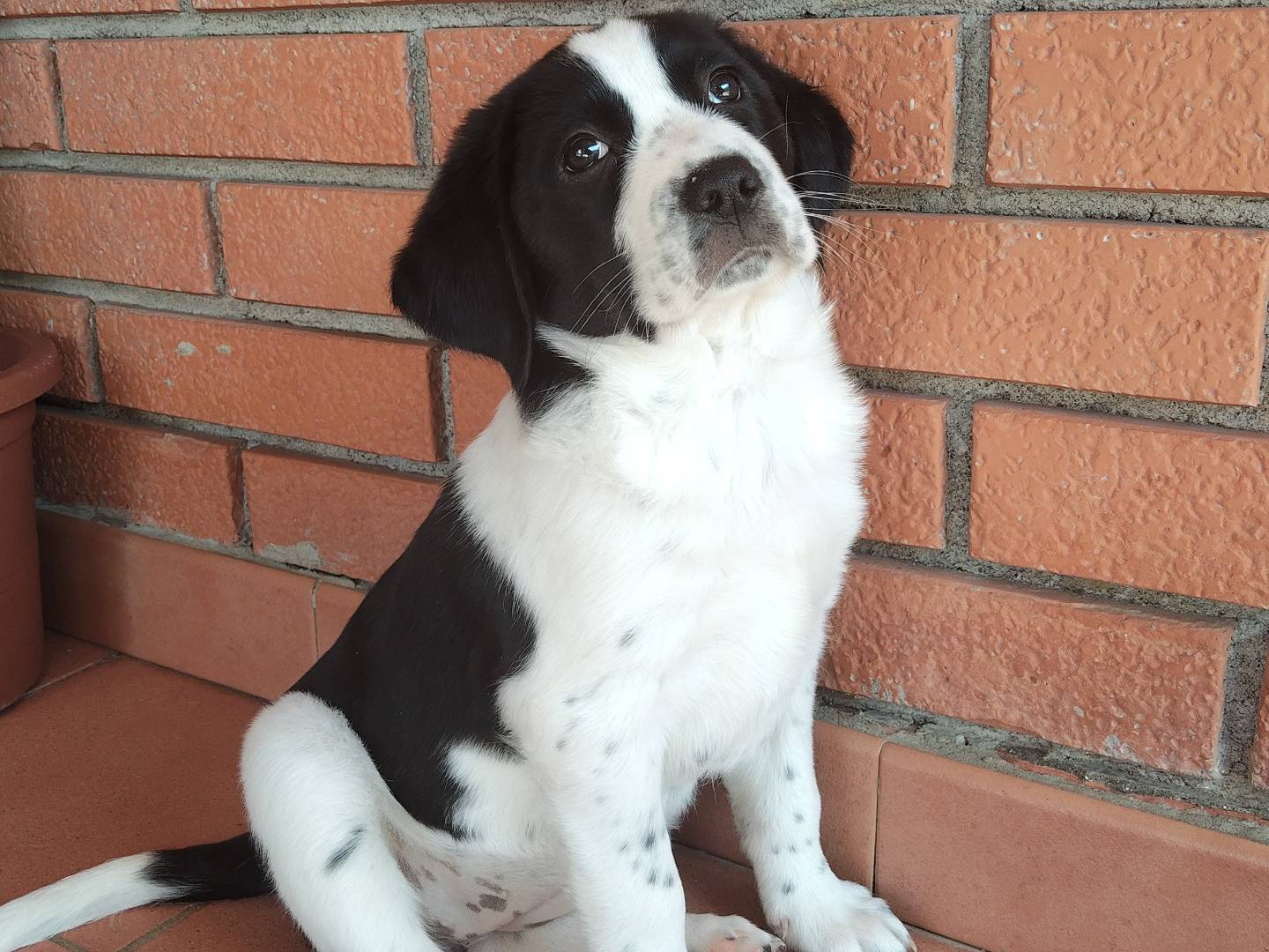 Adotta un cane, femmina, 2 settimane, Reggio