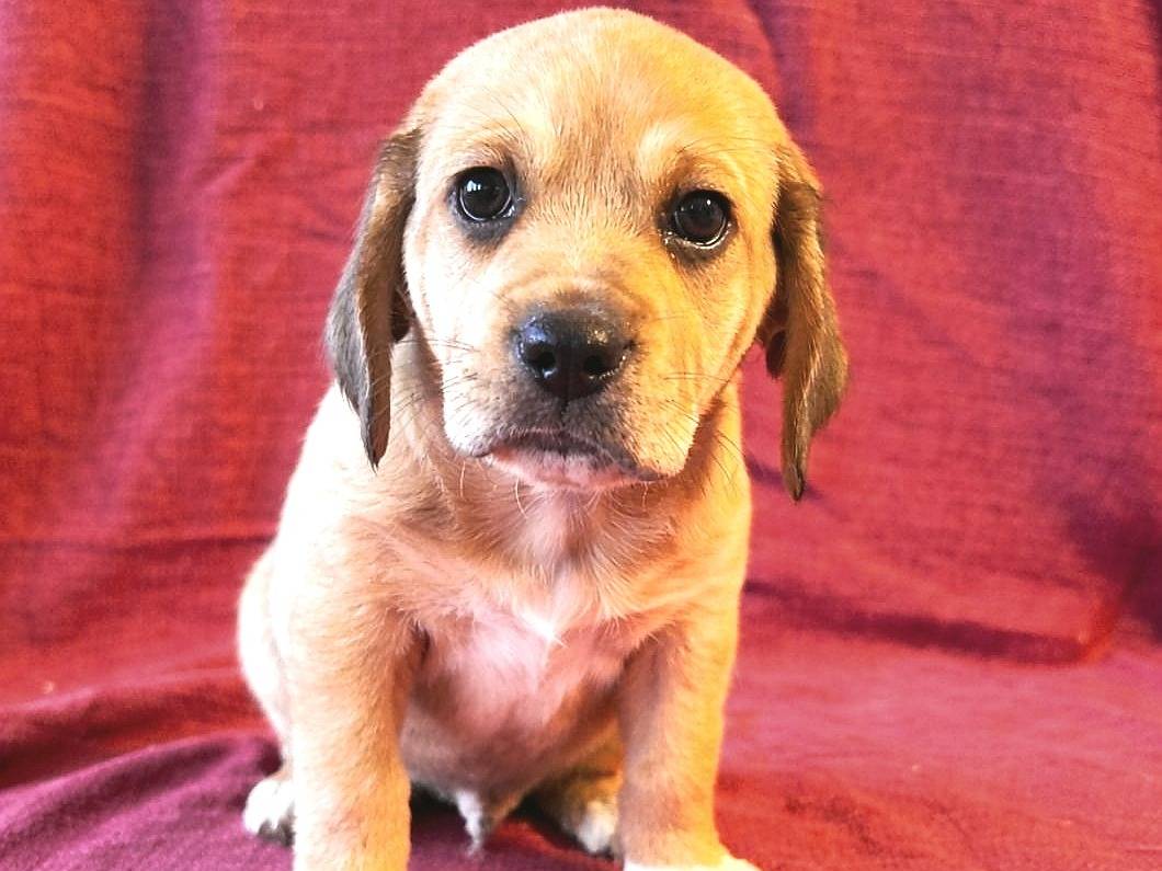 Adozione cane, maschio, Razza sconosciuta Segugio, 1 mesi, taglia media, Reggio