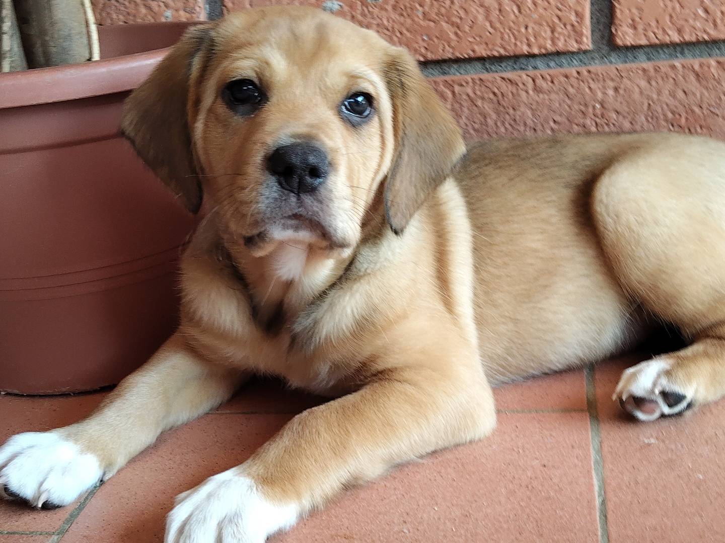 Adotta un cane, maschio, 1 mesi, Reggio