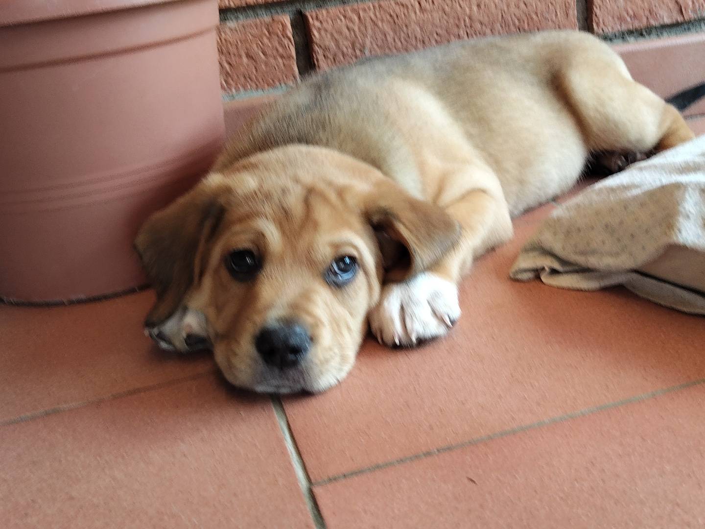 Adotta un cane, taglia media, maschio, Reggio