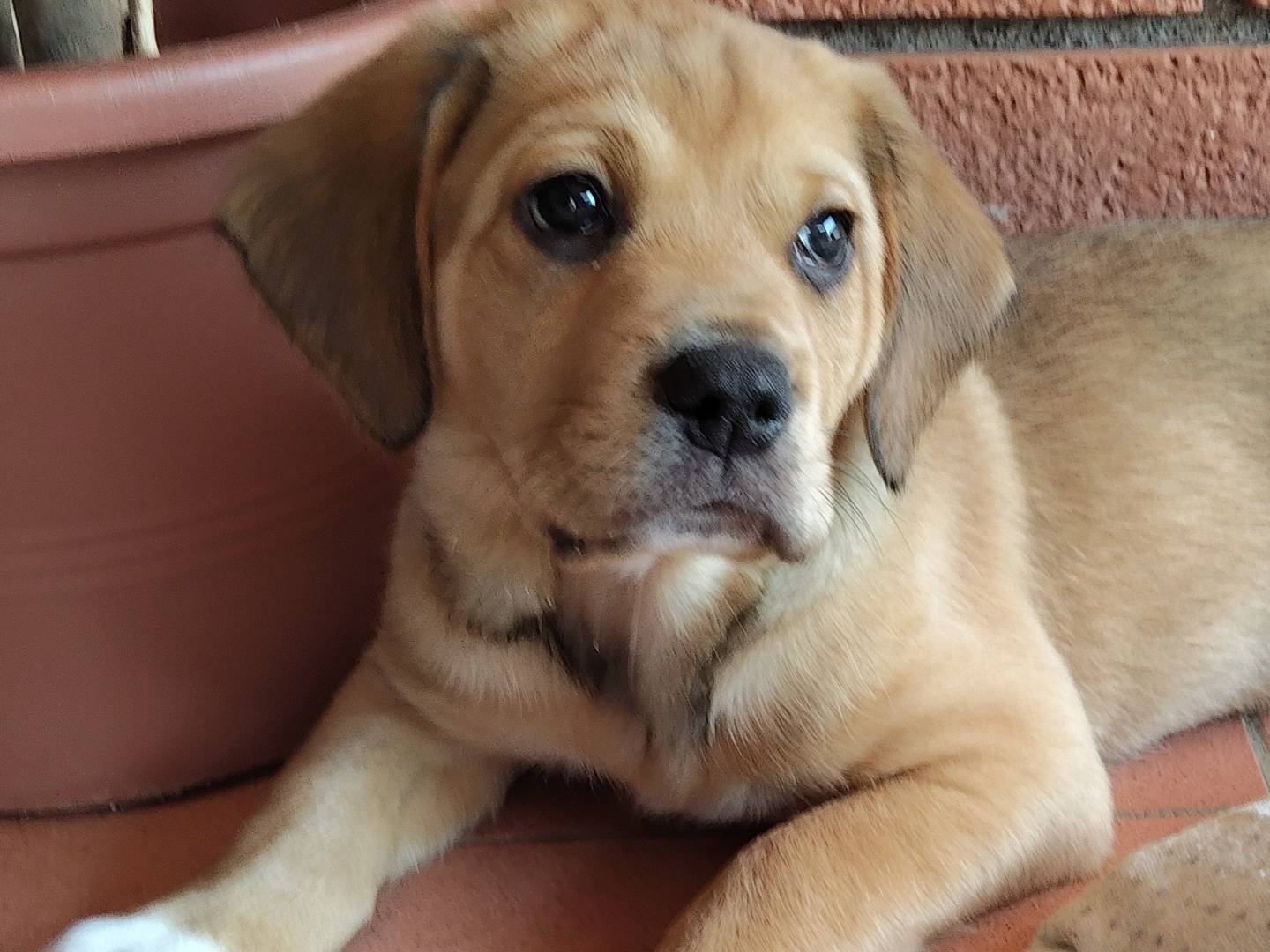 Vuoi adottare un cane a Reggio?