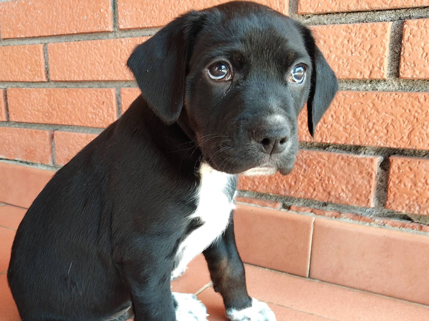 Adozione cane, maschio, Razza sconosciuta Segugio, 1 mesi, taglia media, Reggio