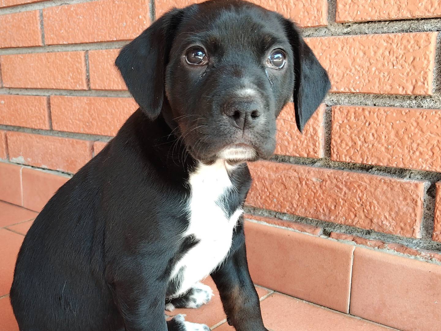 Adotta un cane, maschio, 1 mesi, Reggio