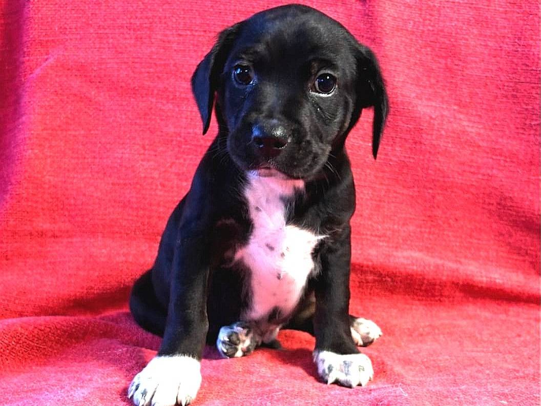 Adotta un cane, taglia media, maschio, Reggio