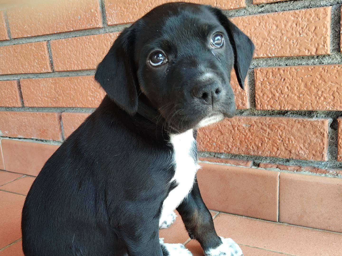 Vuoi adottare un cane a Reggio?