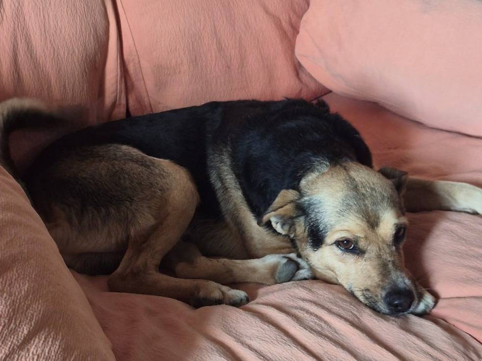 Adozione cane, maschio, Razza sconosciuta Razza sconosciuta, 3 anni e 3 mesi, taglia media, Crotone