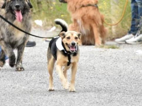 Adotta un cane, maschio, 3 anni e 3 mesi, Crotone