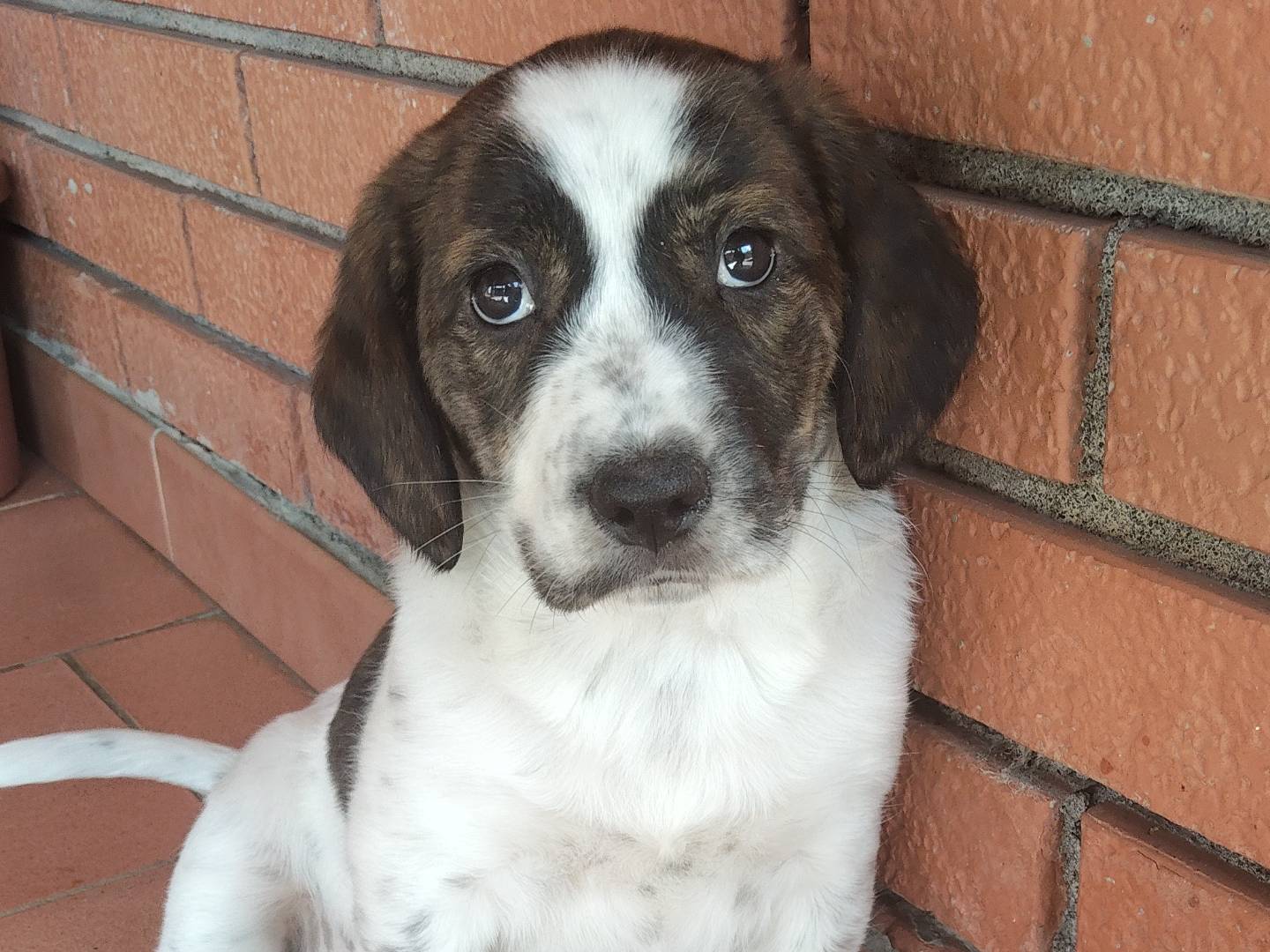 Adozione cane, femmina, Razza sconosciuta Segugio, 1 mesi, taglia media, Reggio