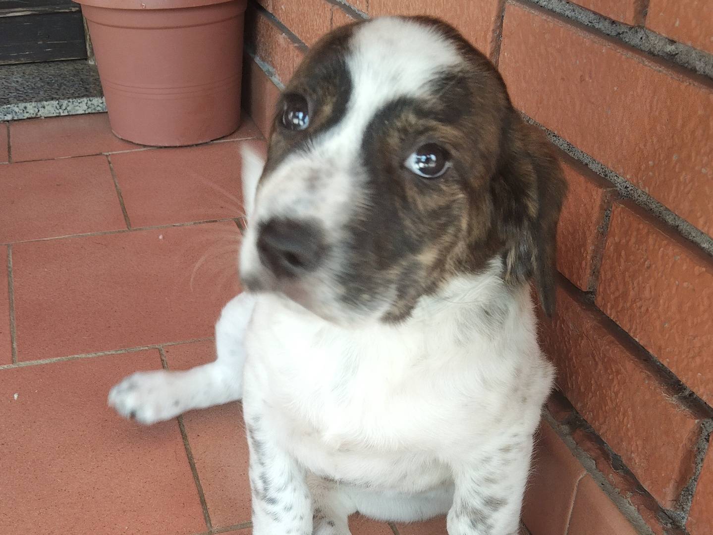 Adotta un cane, femmina, 1 mesi, Reggio