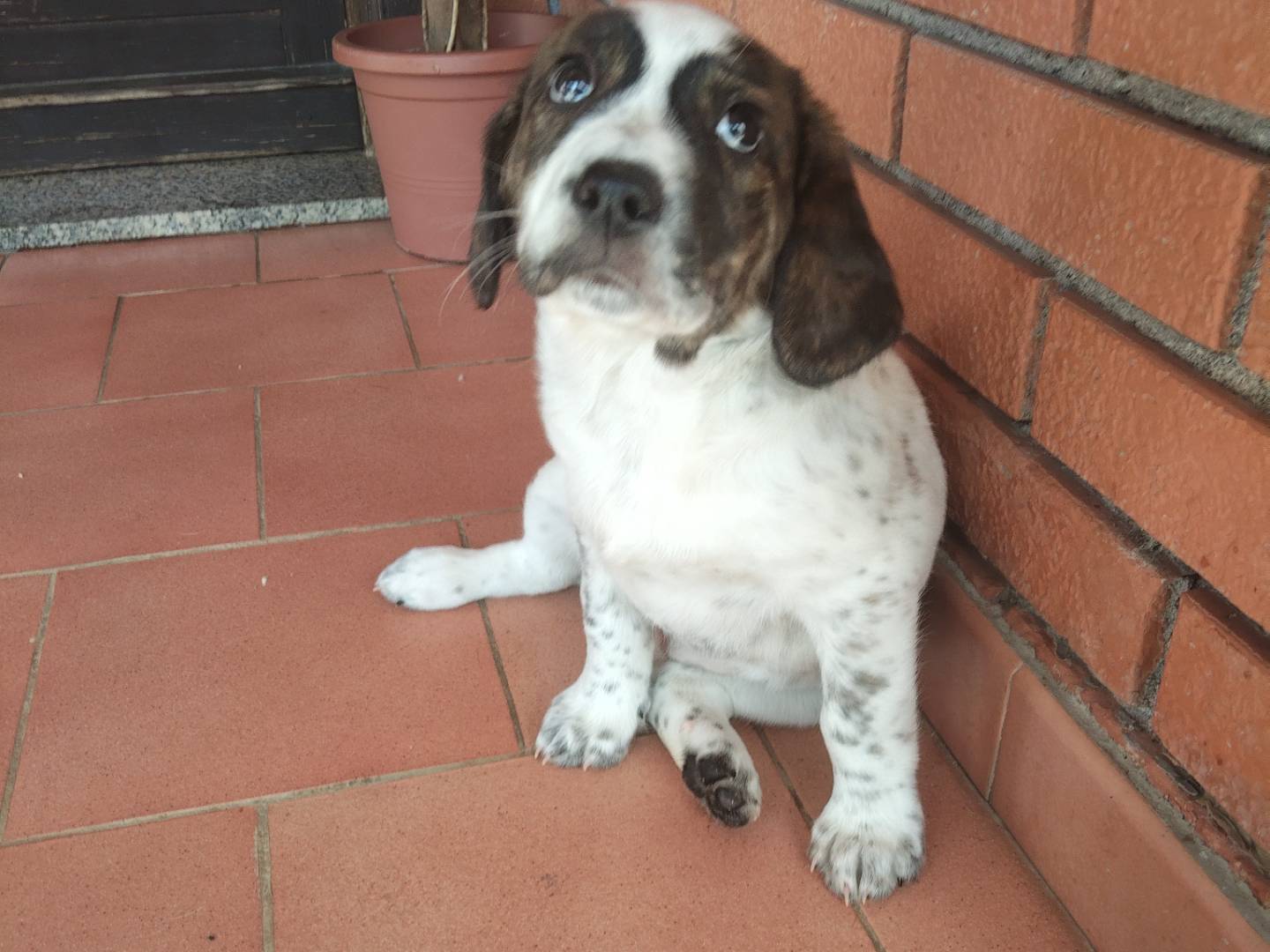 Adotta un cane, taglia media, femmina, Reggio