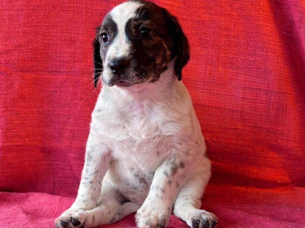 Vuoi adottare un cane a Reggio?