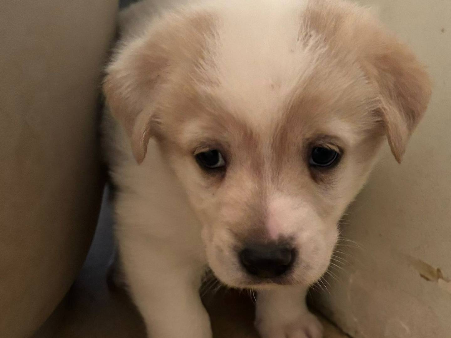 Adozione cane, maschio, Razza sconosciuta Razza sconosciuta, 1 mesi, taglia media, Bari