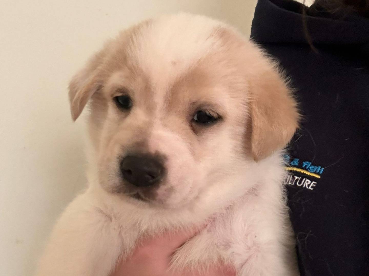 Adotta un cane, taglia media, maschio, Bari