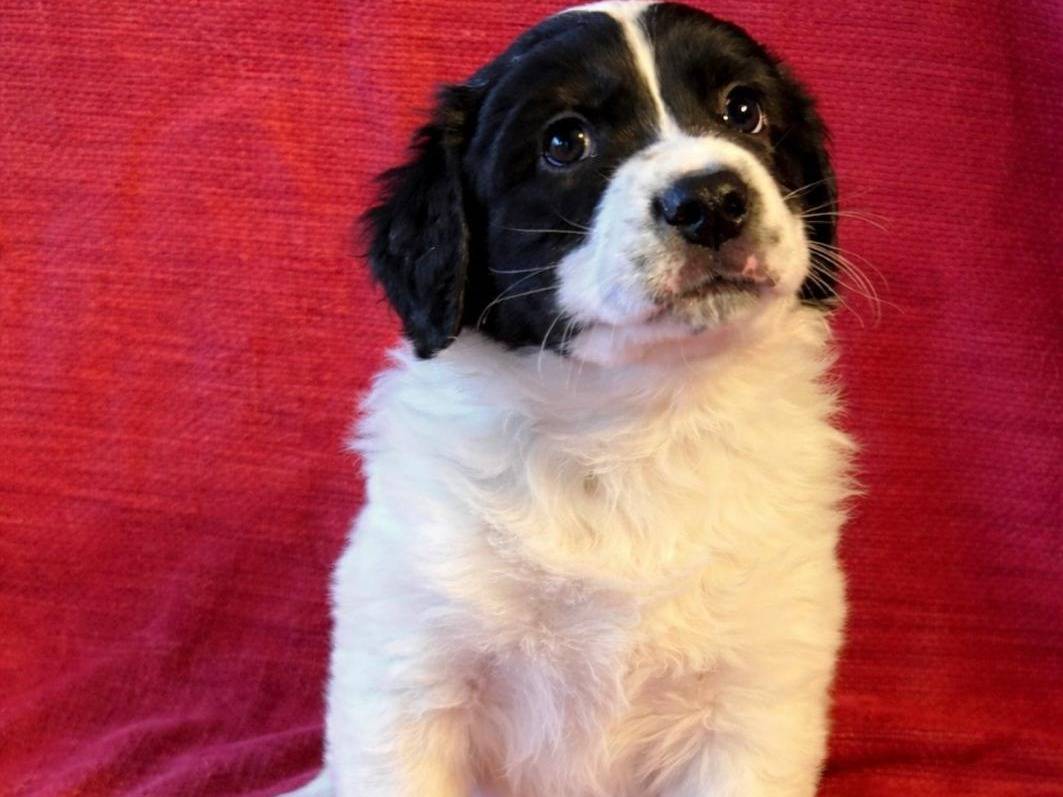 Vuoi adottare un cane a Reggio?