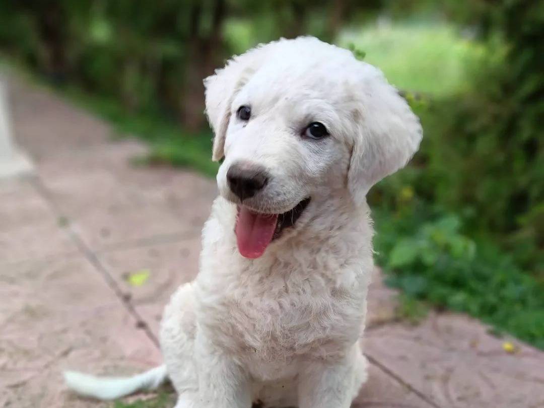 Adozione cane, maschio, Razza sconosciuta Razza sconosciuta, 2 mesi, taglia media, Siracusa