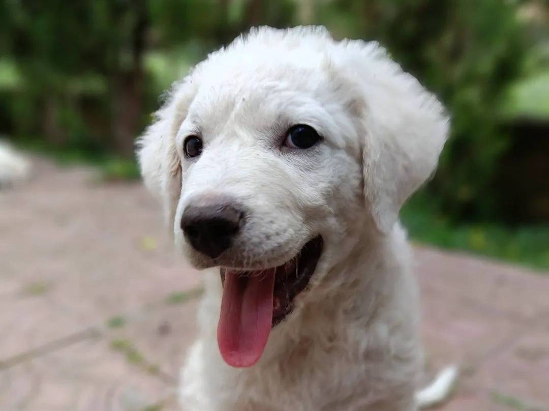 Adotta un cane, maschio, 2 mesi, Siracusa