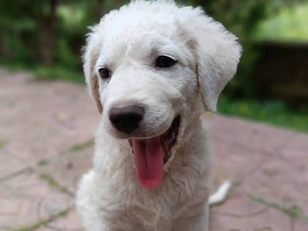 Adotta un cane, taglia media, maschio, Siracusa