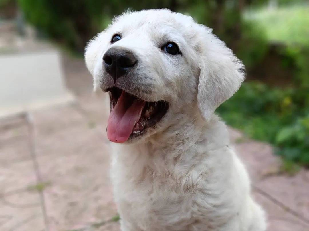 Vuoi adottare un cane a Siracusa?