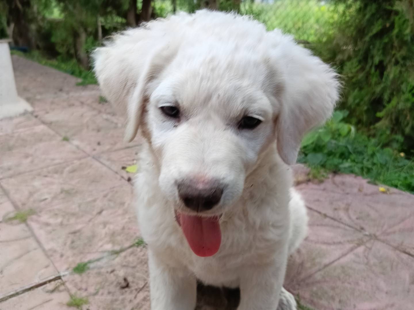 Adotta il cane FLAVIO a Siracusa
