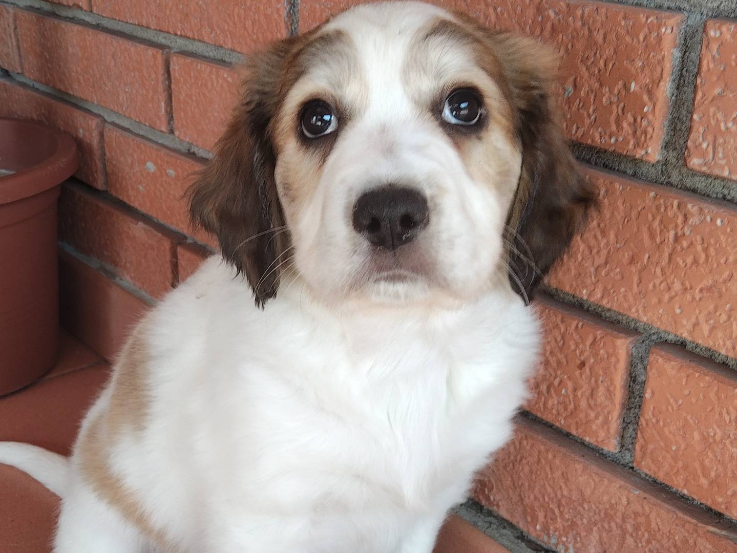 Vuoi adottare un cane a Reggio?