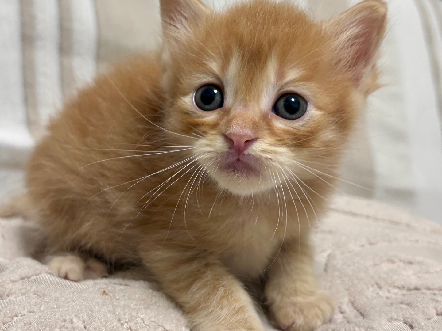 Adozione gatto, maschio, Razza sconosciuta Razza sconosciuta, 1 mesi, taglia non valida, Chieti