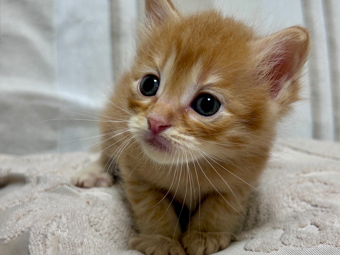 Adotta un gatto, maschio, 1 mesi, Chieti