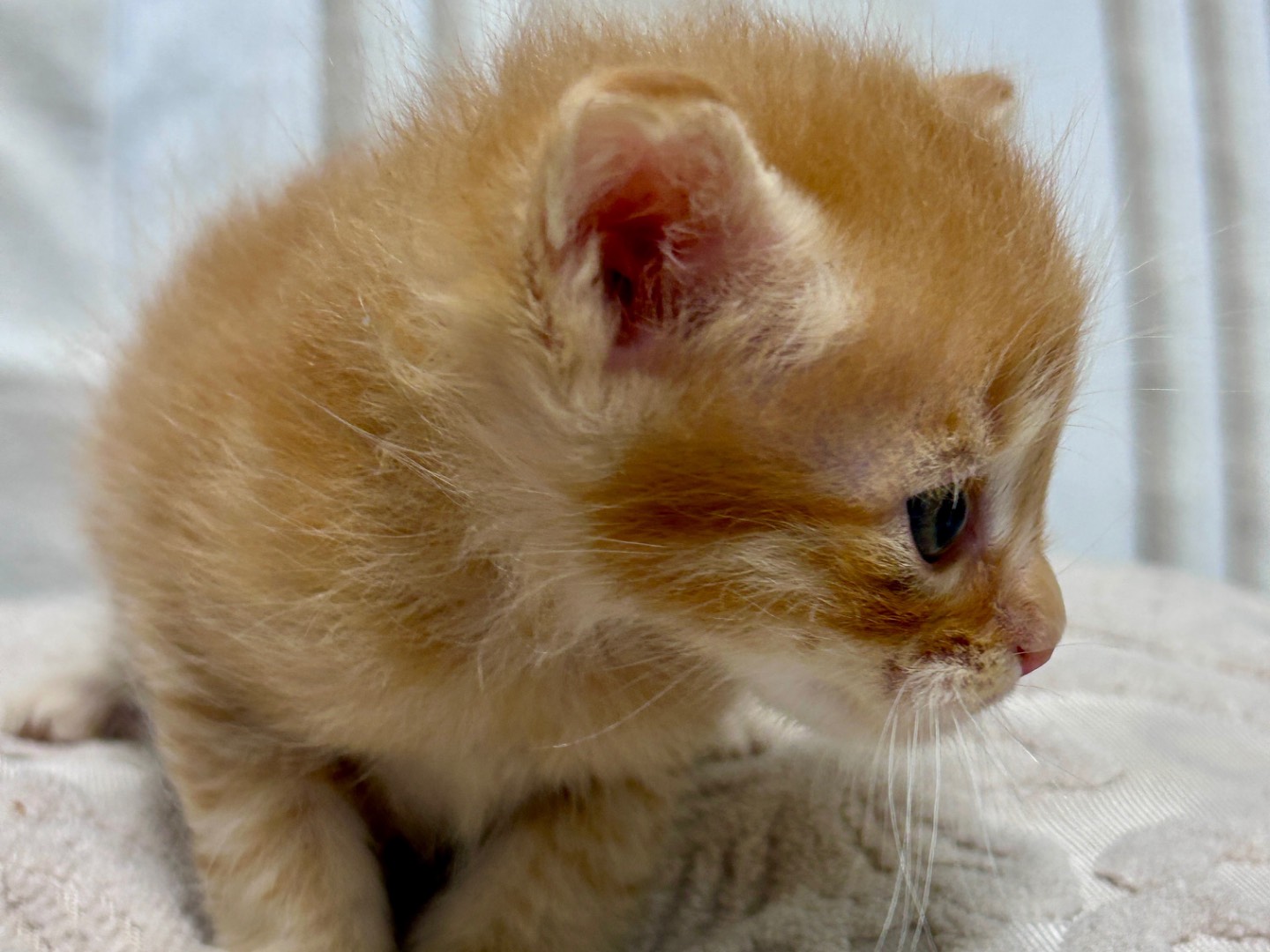 Adotta un gatto, taglia non valida, maschio, Chieti