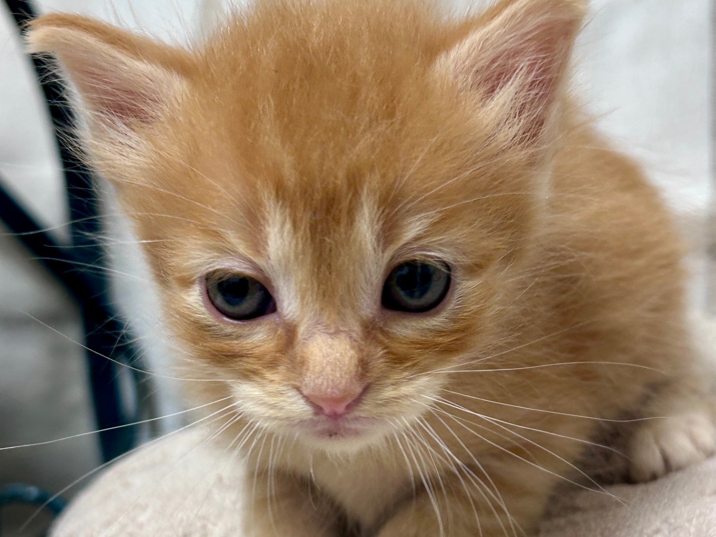 Vuoi adottare un gatto a Chieti?