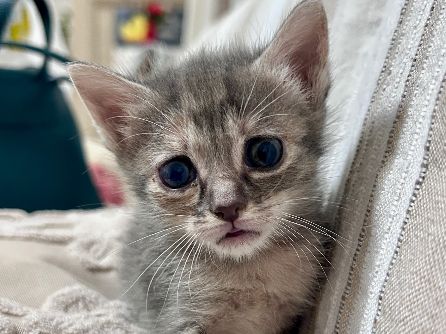 Adotta il gatto Nina a Chieti