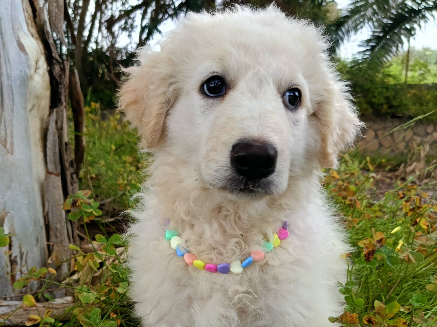 Adotta un cane, taglia media, femmina, Siracusa