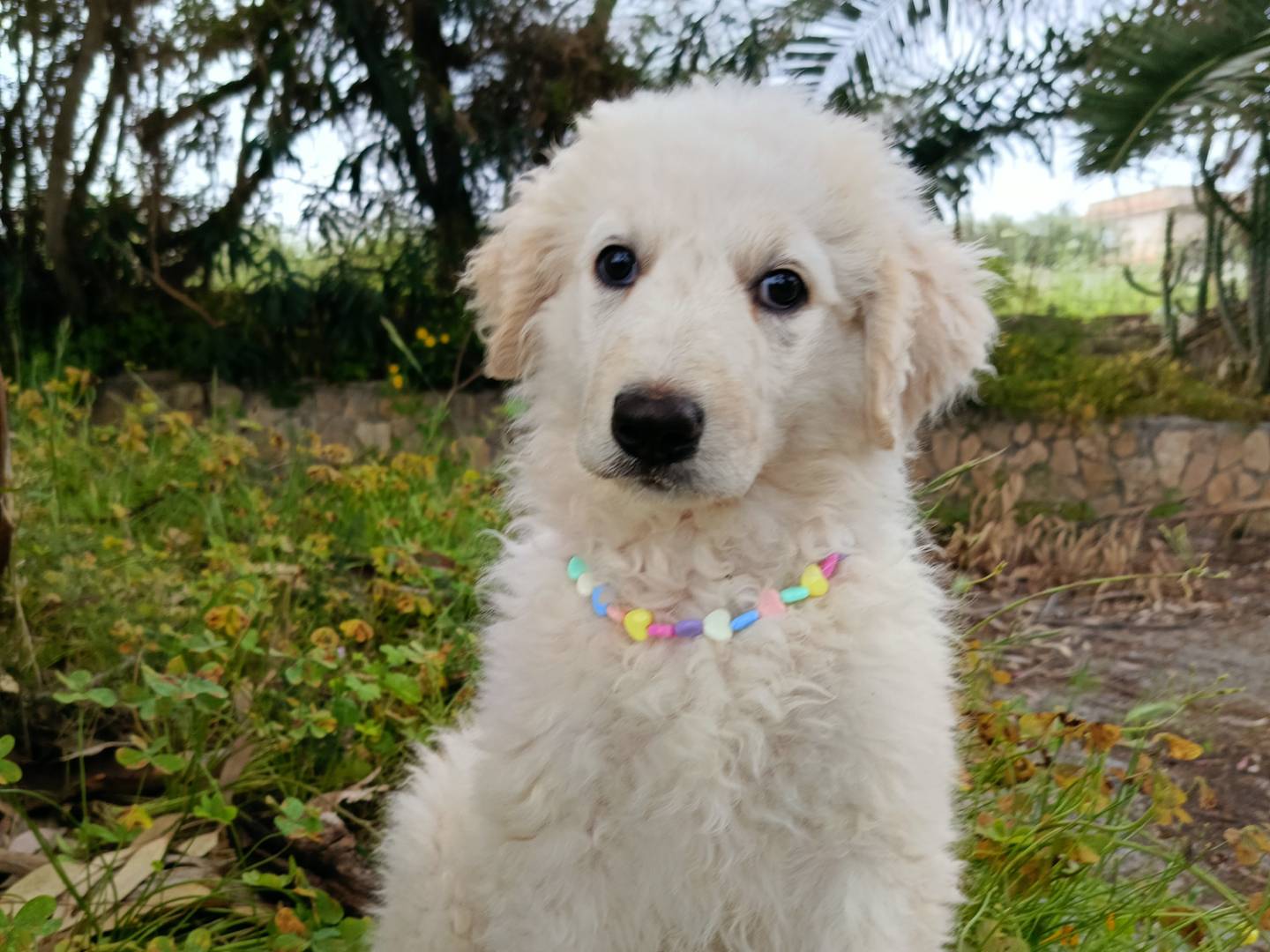 Adotta il cane OLIVIA a Siracusa